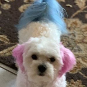 Meet your Posher, Elizabeth